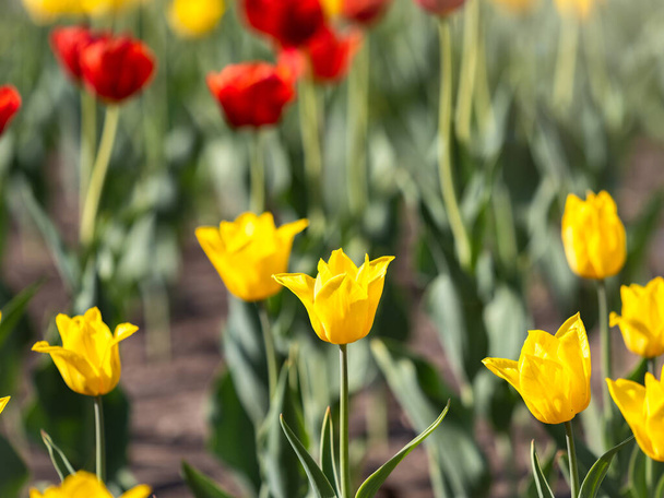 Colorful yellow tulips blossom in spring. Natural sprintime background. - Fotografie, Obrázek