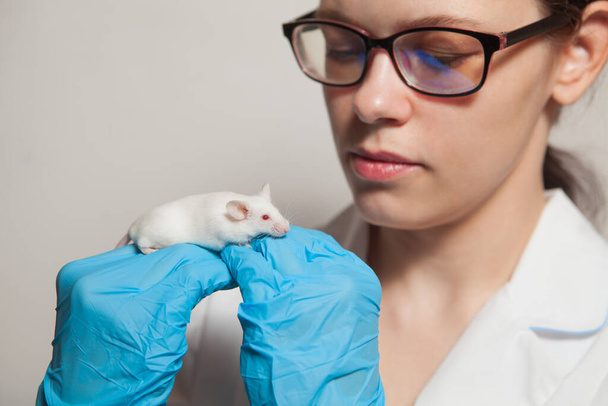 A small white laboratory mouse with red eyes in the hand of a scientist in a blue rubber glove. Woman puts experiments on a laboratory mouse. - Photo, Image