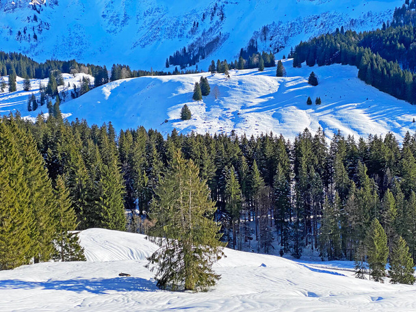 Festői lombkoronák alpesi fák egy tipikus téli atmoszférában nehéz hóesés után a svájci Alpokban, Schwaegalp hágó - kanton Appenzell Ausserrhoden, Svájc (Schweiz) - Fotó, kép