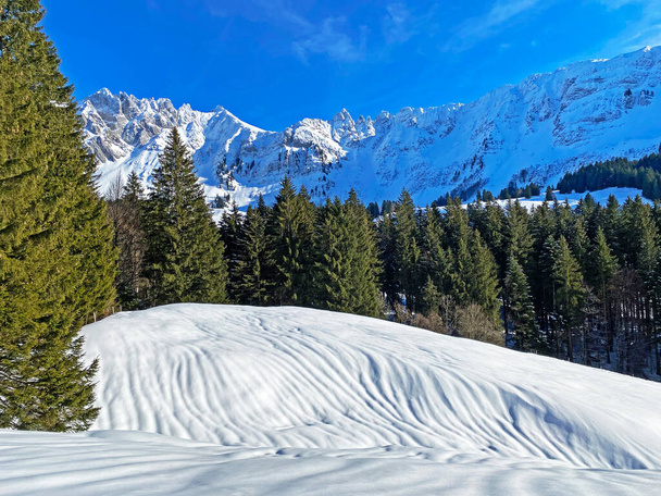 Pintorescas copas de árboles alpinos en un ambiente típico de invierno después de fuertes nevadas en los Alpes suizos, paso de montaña Schwaegalp - Cantón de Appenzell Ausserrhoden, Suiza (Schweiz) - Foto, imagen