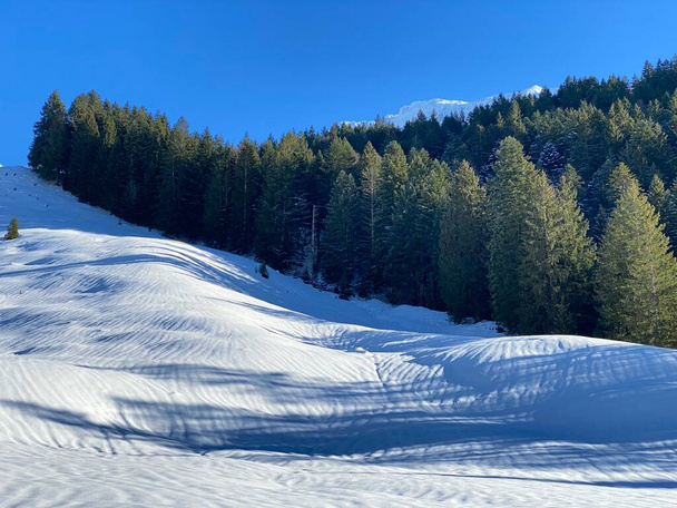 Pittoreschi baldacchini di alberi alpini in una tipica atmosfera invernale dopo forti nevicate nelle Alpi svizzere, Passo dello Schwaegalp - Canton Appenzello Ausserrhoden, Svizzera (Schweiz) - Foto, immagini