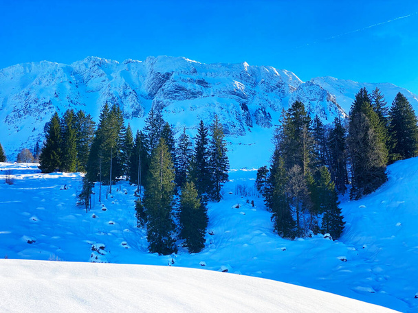 Γραφικά στέγαστρα αλπικών δέντρων σε μια τυπική χειμερινή ατμόσφαιρα μετά από έντονη χιονόπτωση στις Ελβετικές Άλπεις, Schwaegalp mountain pass - Καντόνιο Appenzell Ausserrhoden, Ελβετία (Schwiz) - Φωτογραφία, εικόνα