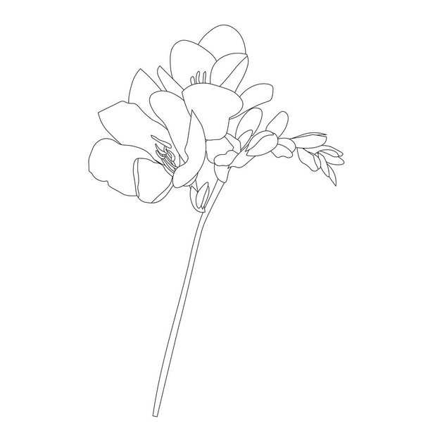 Freesias outline monochrome sketch object isolated stock vector illustration for web, for print, for coloring page - Vecteur, image