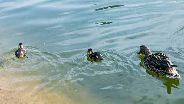 Egy kacsacsalád, egy kacsa és kiskacsái úszkálnak a vízben. A kacsa gondoskodik az újszülött kiskacsáiról. A kiskacsák együtt vannak. Mallard, állj! Anas platyrhynchos-félék - Fotó, kép