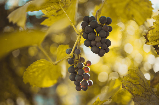 Bunch of blue grapes with green leaves hanging on vineyard in autumn day - Фото, зображення