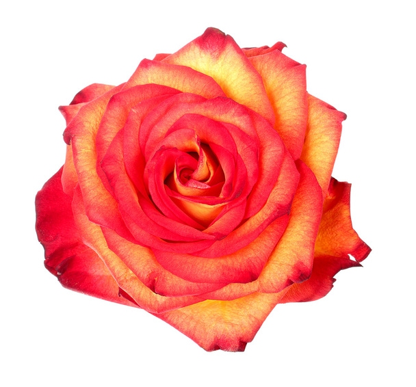 rosa rossa e gialla - Foto, immagini