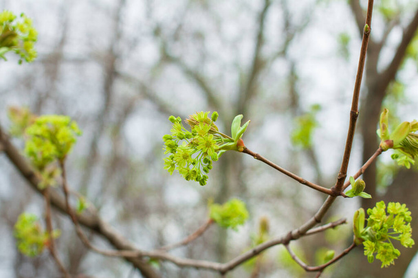 Pąki drzew kwitną wczesną wiosną, najmłodsze i najmniejsze liście wiosennego przebudzenia drzewa - Zdjęcie, obraz