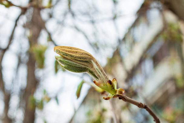Baumknospen blühen im zeitigen Frühling, die jüngsten und kleinsten Blätter im Frühlingserwachen des Baumes - Foto, Bild