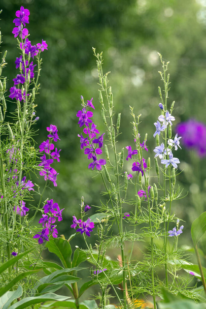 Wilde lila Blüten von Delphinium consolida, Consolida orientalis in einem Parkbeet. Unkraut. Kläranlage. Landschaftsplanung. Flora der Ukraine. - Foto, Bild