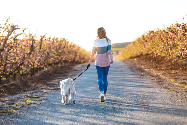 Shot of back view of attractive young woman walking with her lovely golden retriever dog in a cherry field in springtime.  - 写真・画像