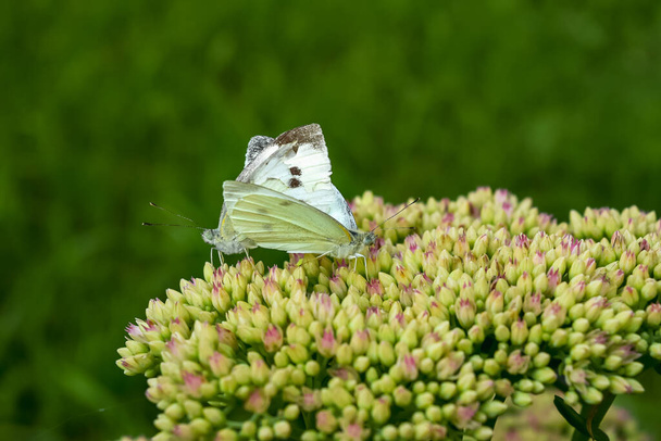 Белые капустные бабочки сидят на невздутых цветах седана. Горизонтальное фото. - Фото, изображение