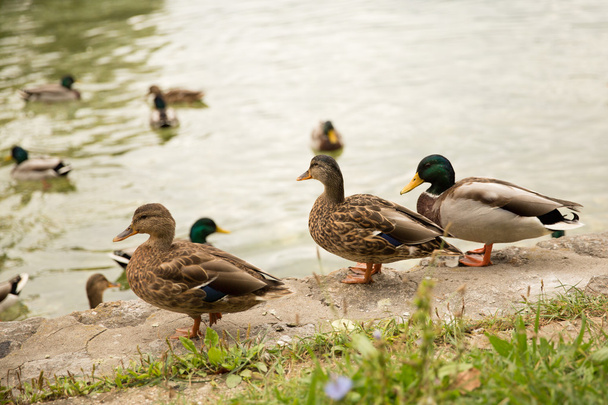 Three ducks at the lake - Photo, Image