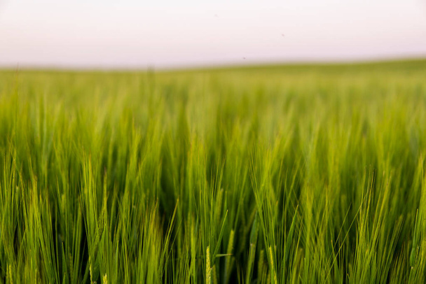 Green young unripe juicy spikelets of barley on a agricultural field. Harvest in spring or summer. Agriculture. - Φωτογραφία, εικόνα
