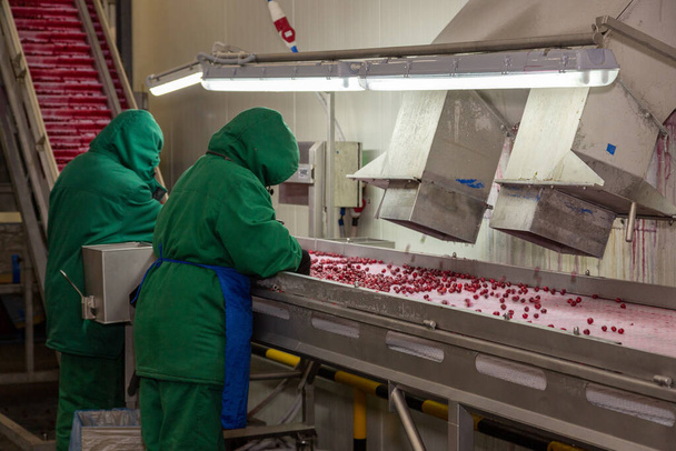 Manual sorting of frozen cherries on the conveyor. Workers in a warm uniform in the berry freezing shop. - Photo, Image