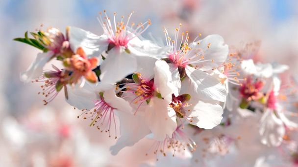 Almond tree branches full of flowers in winter - Photo, Image