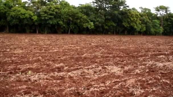 plantation de canne à sucre agricole à côté de fragment de forêt indigène et le sol préparé pour la plantation systématique, la préservation de l'environnement. - Séquence, vidéo