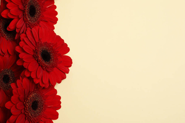 Beautiful bright red gerbera flowers on beige background, top view. Space for text - Foto, afbeelding