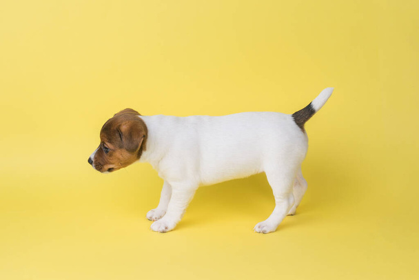 Boční pohled na malé štěňátko Jack Russell teriéra na jasně žlutém pozadí. Fotka domácího psa pořízená ve studiu. - Fotografie, Obrázek