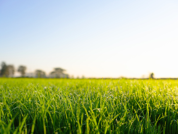 Зелене трав'яне поле і яскраво-синє небо під час сходу сонця. Сільськогосподарський пейзаж у весняний час. зелений фон природи
. - Фото, зображення