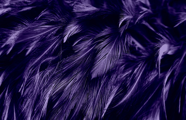 Patrón de plumas oscuras púrpura Textura Fondo Vintage - Foto, Imagen