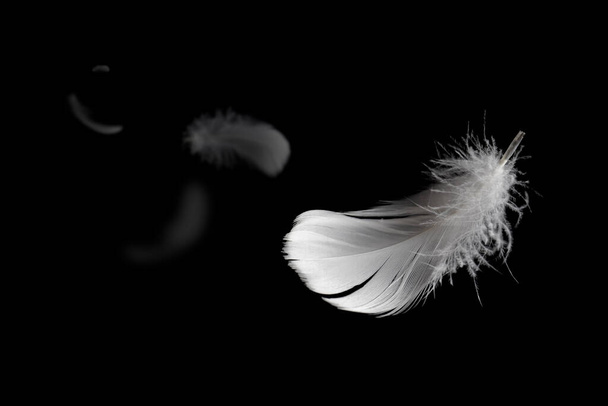 Abstracto Ligeramente Suave de Plumas Blancas Fluffy Flotando en Negro. Pluma de cisne volando en el aire. - Foto, Imagen