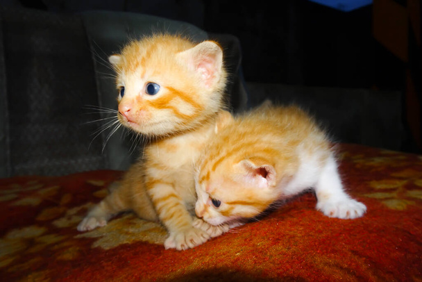 Оранжевый котёнок. Симпатичный рыжий котёнок. Два котенка обнимаются - Фото, изображение