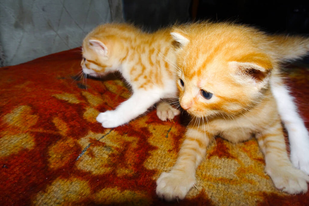 Dos gatitos jengibre. Ginger Kitten abrazándose. gatito relajante - Foto, Imagen
