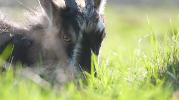 Krajowa koza mleczna z długą brodą i rogami spoczywająca na zielonej trawie pastwiskowej w letni dzień. Karmienie bydła użytkami zielonymi w gospodarstwie - Materiał filmowy, wideo