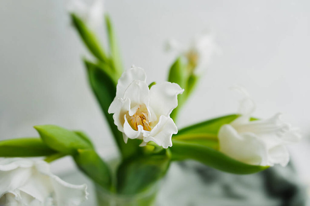 居心地の良い雰囲気の透明な花瓶に緑の茎を持つ小さな白い透かし彫りのチューリップの花束を選択的に焦点を当てます。春の気分花の内容 - 写真・画像