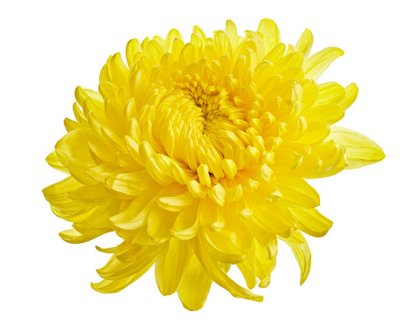 Żółty kwiat chryzantemy, duży kwiat chryzantemy izolowany na białym tle, ze ścieżką wycinania                                - Zdjęcie, obraz