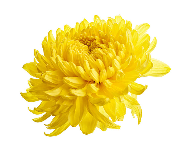 Yellow Chrysanthemum flower, Large Chrysanthemum flower isolated on white background, with clipping path                                - Photo, Image