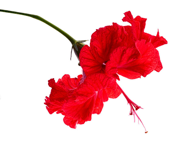 Flor de hibisco rojo con hojas, Flor roja tropical aislada sobre fondo blanco, con camino de recorte                             - Foto, imagen