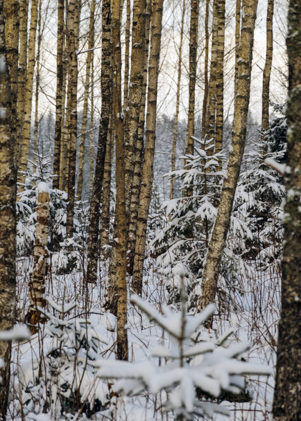 traditional winter landscape with snowy trees, winter magic - Фото, зображення