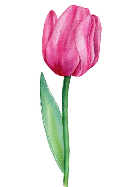 Summer Flower tulip illustration isolated on white background. - Фото, изображение