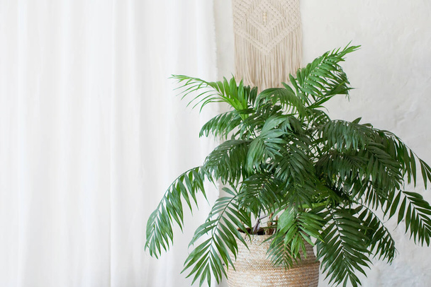 Beyaz arka planda hasır bir sepetin içindeki Areca palmiyesi. Aydınlık bir iç kısımda palmiye bitkisi - Fotoğraf, Görsel
