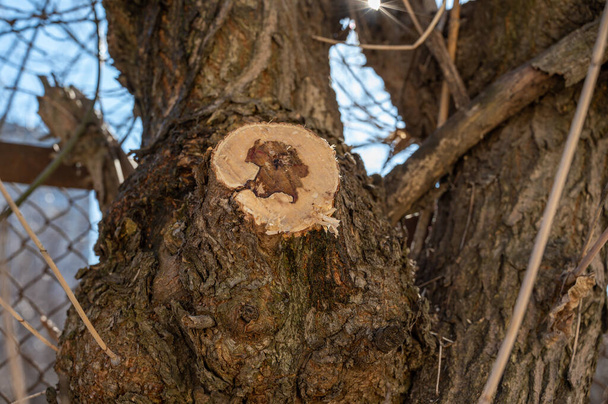Κοντινό πλάνο ενός διασταυρωμένου κλαδιού με μια σταγόνα χυμό δέντρου. Ανοιξιάτικος χυμός σε δέντρα και φυτά. - Φωτογραφία, εικόνα