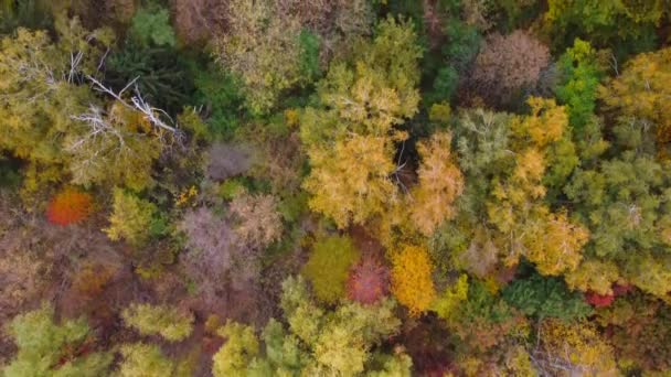 Herfst bos luchtfoto drone uitzicht - Video