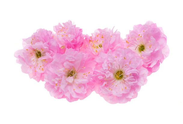 Roze amandel bloemen geïsoleerd op witte achtergrond  - Foto, afbeelding