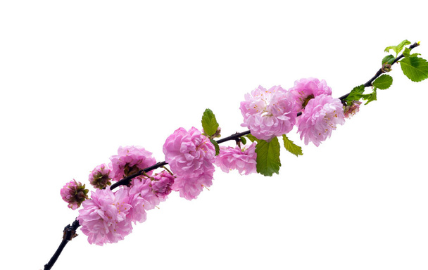 Ροζ αμύγδαλο λουλούδια που απομονώνονται σε λευκό φόντο  - Φωτογραφία, εικόνα