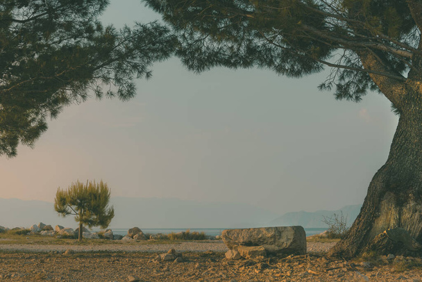 European red pine (Pinus sylvestris) at Croatian Adriatic sea coast in early summer morning, selective focus - Foto, Imagem