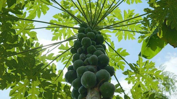 Pod widokiem łodygi Papaya z dużą ilością papai koloru zielonego - Zdjęcie, obraz