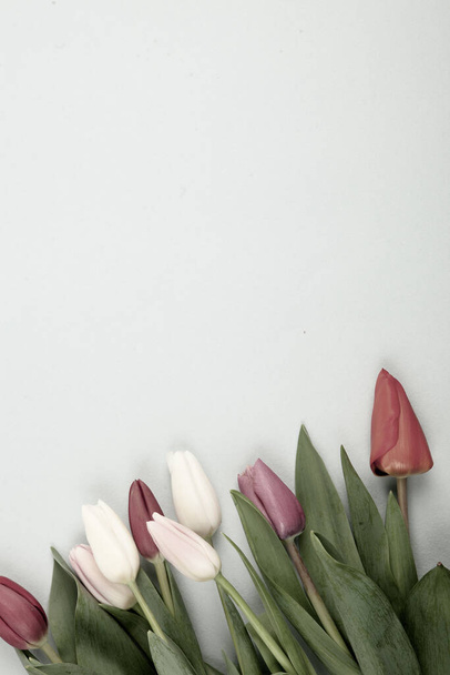 Banner with bouquet of tulips in pink and white colors. Concept of spring, Women's Day, Mother's Day, 8 March, the holiday greetings - Фото, изображение