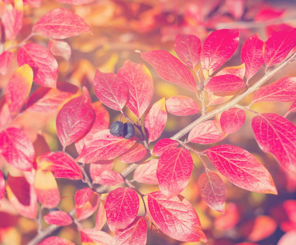 red leaves in soft focus, autumn background - Foto, afbeelding
