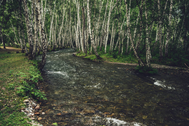 Scenic landscape with small river in birch grove in vintage tones. Atmospheric forest scenery with green mountain river with transparent water and stony bottom. Clear water in beautiful mountain brook - Photo, Image