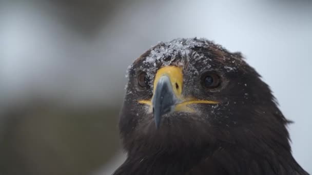 Águila imperial española en invierno durante las fuertes nevadas - Imágenes, Vídeo