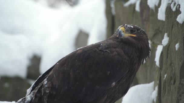 Aquila imperiale spagnola in inverno durante le forti nevicate - Filmati, video