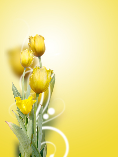 Creative Yellow Roses Background - 写真・画像