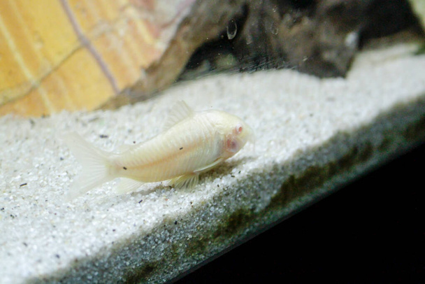 kaunis albiino corydoras Corydoras pronssi aeneus makean veden kaloja akvaariossa. Laadukas kuva - Valokuva, kuva