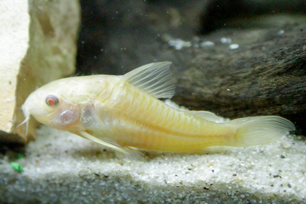 bela albino corydoras Corydoras bronze aeneus peixes de água doce no aquário. Foto de alta qualidade - Foto, Imagem