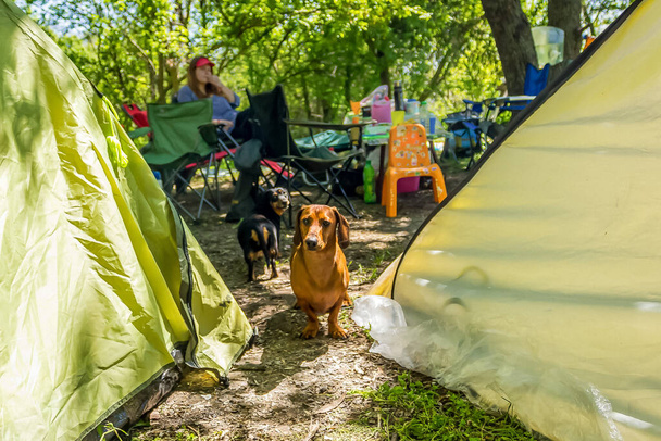 red and black dachshunds between tents on a hike in the summer in the forest - Photo, Image
